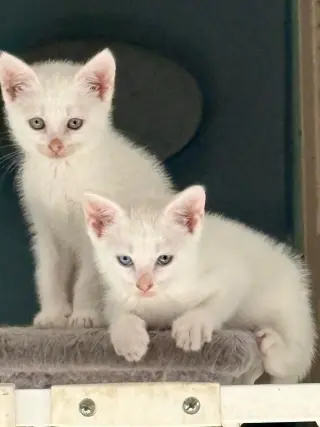 Cats/Kittens-Altamonte Springs Location
