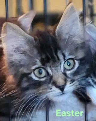 Cats/Kittens-Altamonte Springs Location