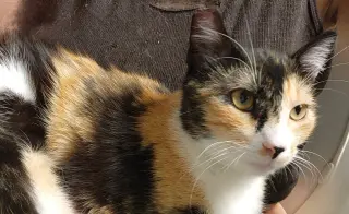Cats/Kittens-Altamonte Springs Location