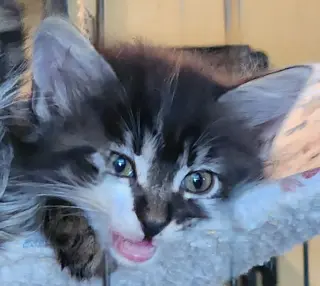 Cats/Kittens-Altamonte Springs Location