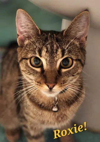 Cats/Kittens-Altamonte Springs Location