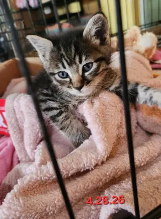Cats/Kittens-Altamonte Springs Location