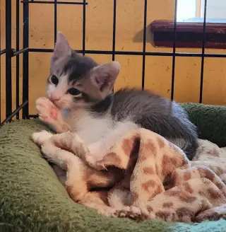 Cats/Kittens-Altamonte Springs Location