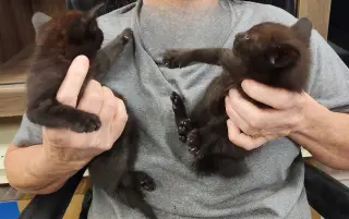 Cats/Kittens-Altamonte Springs Location