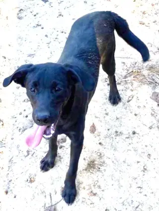 Shep