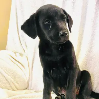 Shep