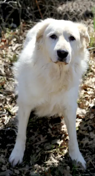 Madison
