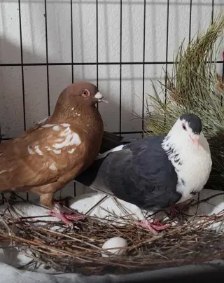 Oreo w/ Cocoa