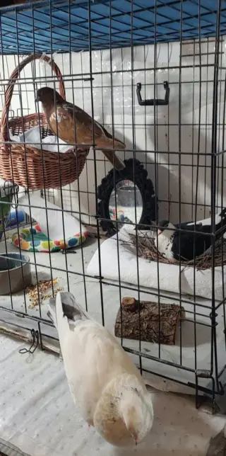 Oreo w/ Cocoa