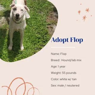 Flop