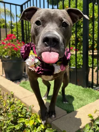 Jada