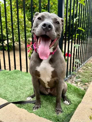 Jada