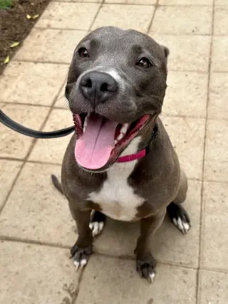 Jada