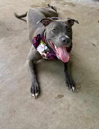 Jada