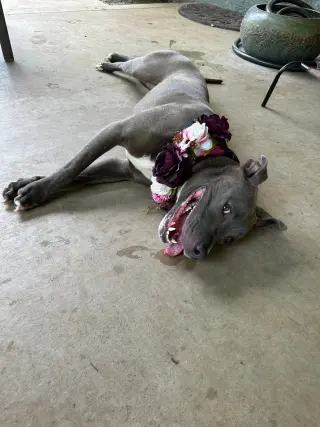Jada