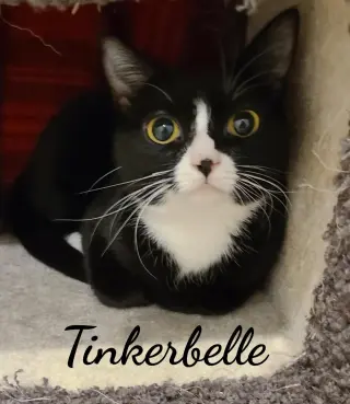 Toodles & Tinker bell