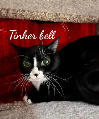 Toodles & Tinker bell