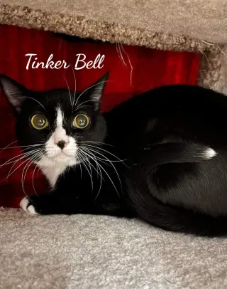 Toodles & Tinker bell