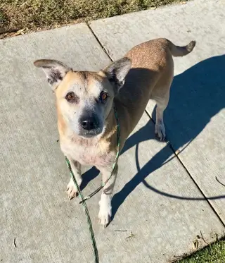 Harley - courtesy post