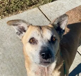 Harley - courtesy post