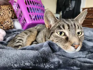 GRIFFYN (COURTESY POST)