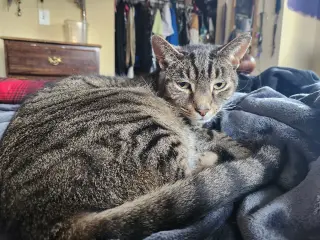 GRIFFYN (COURTESY POST)