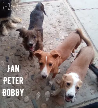 Peter Brady