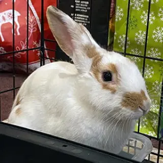 Arthur