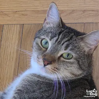 Lucille