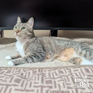 Lucille