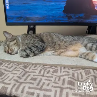 Lucille