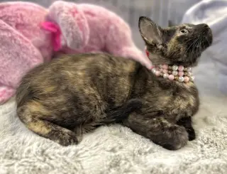 Tara