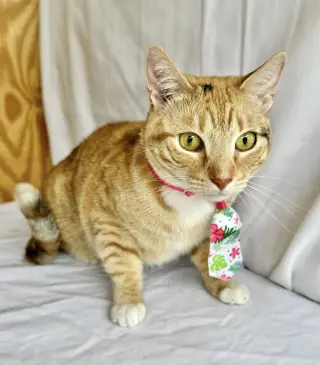 Rosie