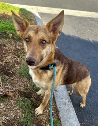 Savannah