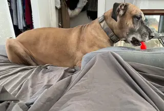 Bruno