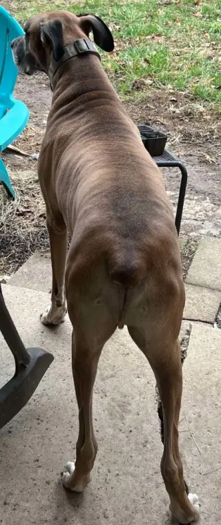 Bruno