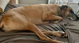 Bruno