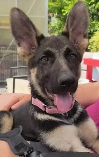 Luna