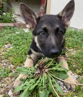 Luna