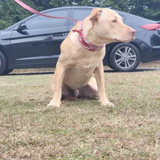 Chunk