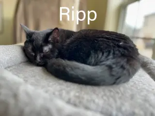 Ripp