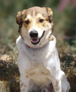 Django