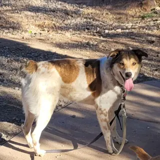 Django
