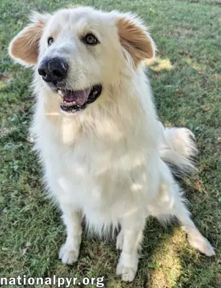 JJ in OH - Lovable & Loyal Companion!