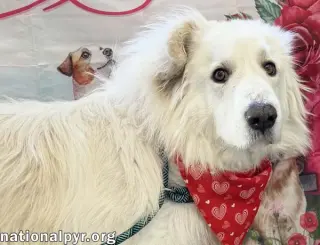 JJ in OH - Lovable & Loyal Companion!