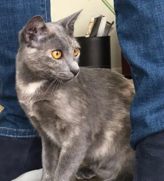 Greta
