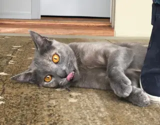 Greta