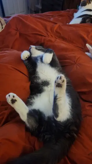 Finnegan