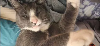 Finnegan
