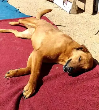 Buster - **